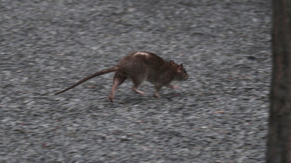 NYC movie attendees scatter after spotting city rats prowling theater:  'Really gross' | Fox Business