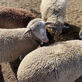 Wool Sheep Lamb Sales