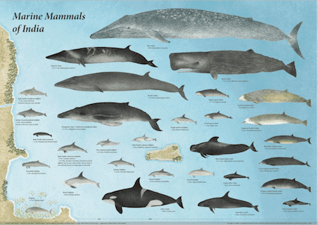 mammals