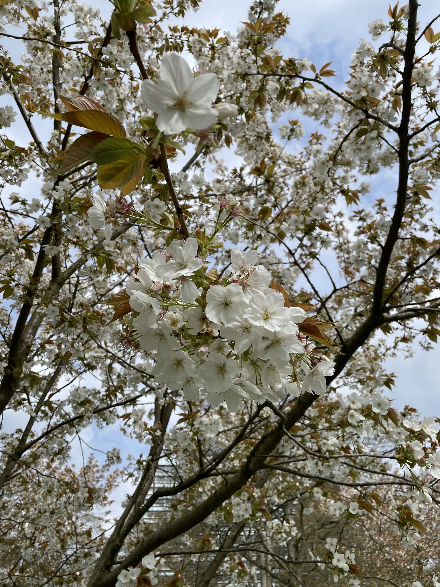 a white cherry blossom tree