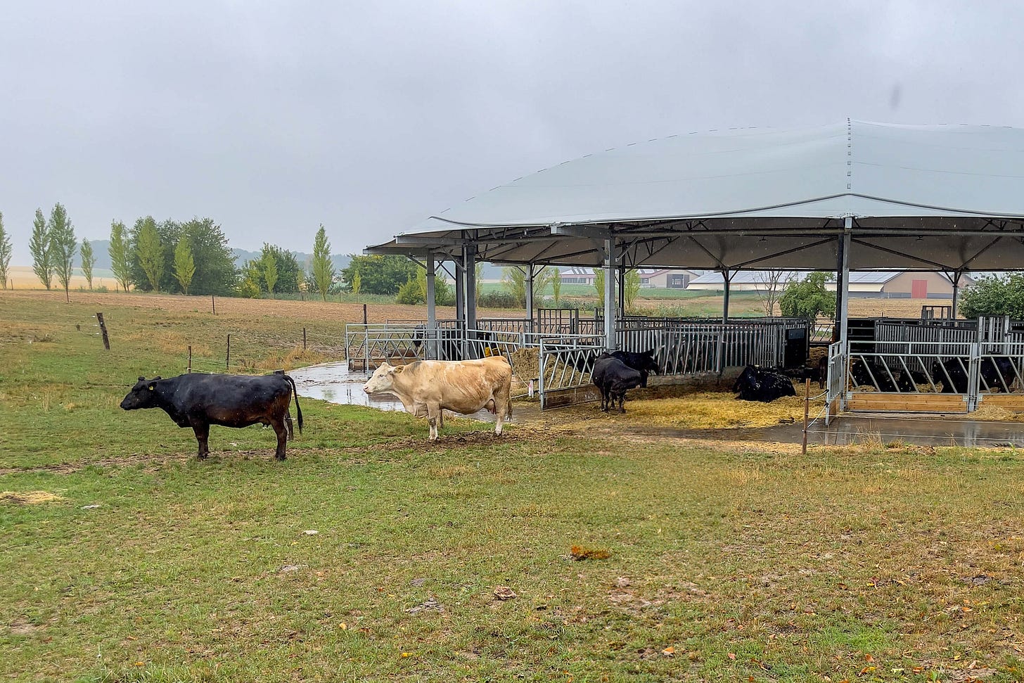 Vor einem runden, offenen Roundhouse-Stall treten mehrere Wagyu-Rinder ins Freie. Im Hintergrund sind Felder und Hügel zu sehen, auf denen die Tiere üblicherweise weiden. Vor einem runden, offenen Roundhouse-Stall treten mehrere Wagyu-Rinder ins Freie. Im Hintergrund sind Felder und Hügel zu sehen, auf denen die Tiere üblicherweise weiden.