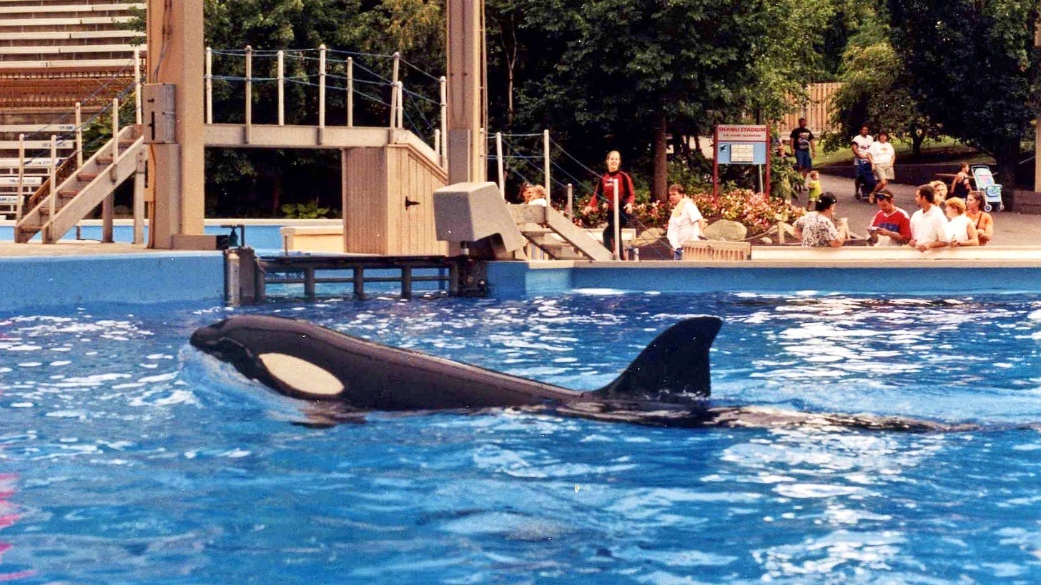 Shamu at SeaWorld Ohio in 1999. Image: Jeremy Thompson via Wikimedia Commons Shamu at SeaWorld Ohio in 1999. Image: Jeremy Thompson via Wikimedia Commons