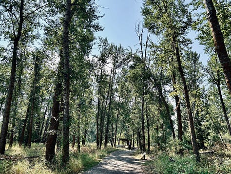 trees, trails, water, bridge, house, mountains