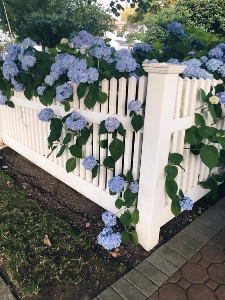 This may contain: a white picket fence with blue flowers growing on it This may contain: a white picket fence with blue flowers growing on it