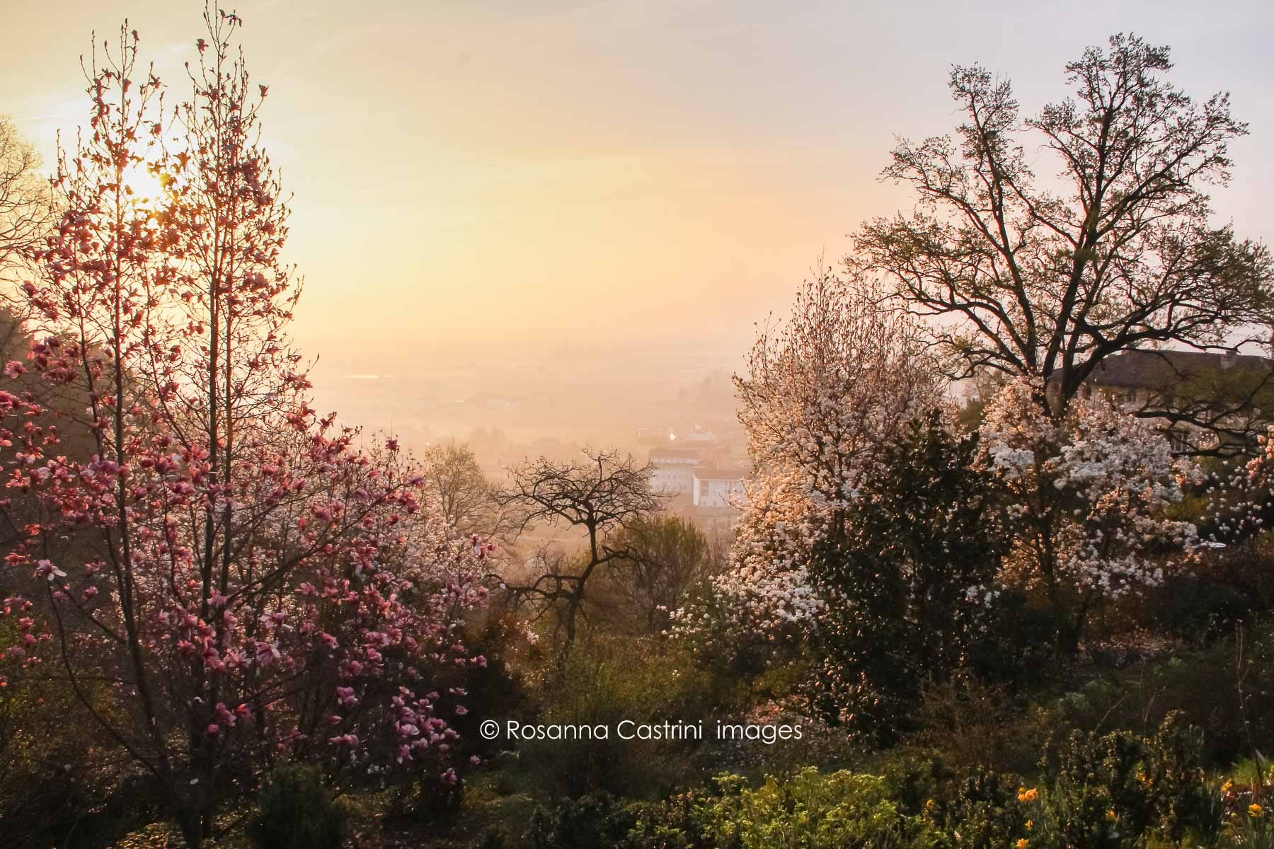 Fioritura di magnolie lungo la valletta del Bramafam, il giardino privato dell'architetto Pejrone a Revello Fioritura di magnolie lungo la valletta del Bramafam, il giardino privato dell'architetto Pejrone a Revello