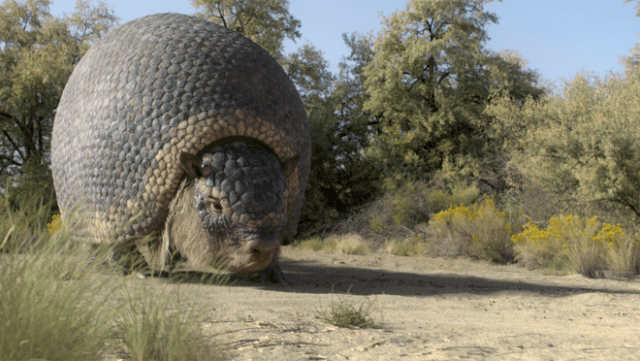 A Glyptotherium in “Prehistoric Planet: Ice Age,” premiering Wednesday, November 26, 2025 on Apple TV+. A Glyptotherium in “Prehistoric Planet: Ice Age,” premiering Wednesday, November 26, 2025 on Apple TV+.