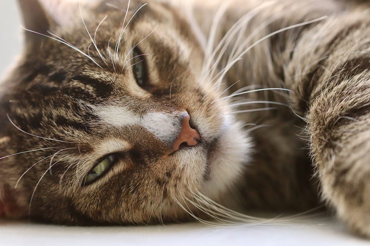 A tabby cat is lying on its side and is looking at the reader. The cat feels comfortable.
