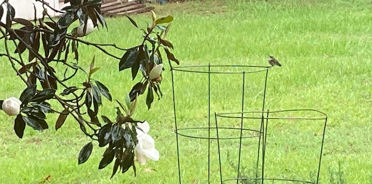 Hummingbird perch.jpg