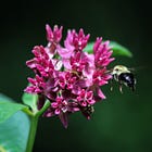 What the purple milkweed taught me