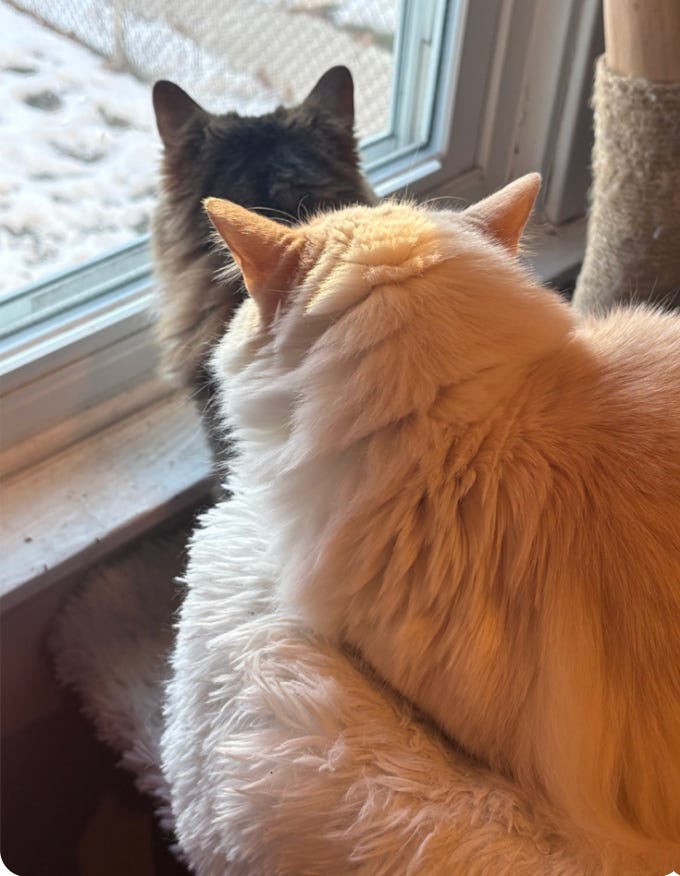 two kitties looking out window at snow; you see bacck of their heads. white one is closer sitting on cat tree; brown/calico is sitting on window ledge. many ears two kitties looking out window at snow; you see bacck of their heads. white one is closer sitting on cat tree; brown/calico is sitting on window ledge. many ears