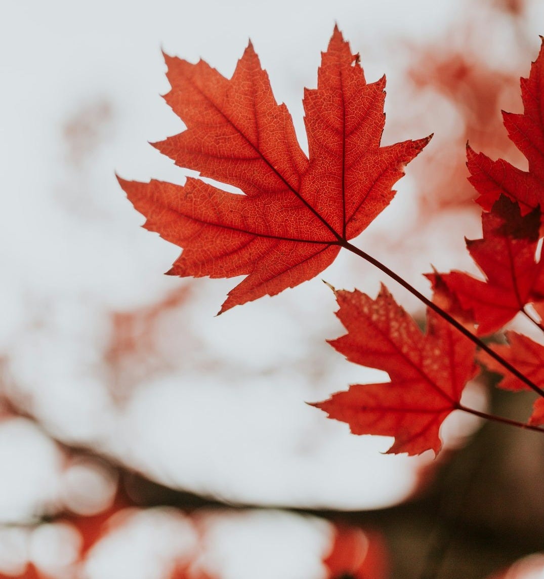 red maple leaf in close up photography red maple leaf in close up photography