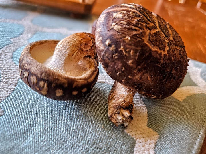 On the left, little mushrooms peek out from stacked logs. On the right, 2 shiitake mushrooms on a tablescloth.