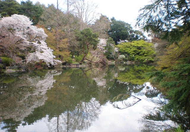 Sakura at Shinjuku Gyoen Park Sakura at Shinjuku Gyoen Park