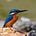 BigKingFisher's avatar