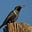 EmilyPigeon's avatar