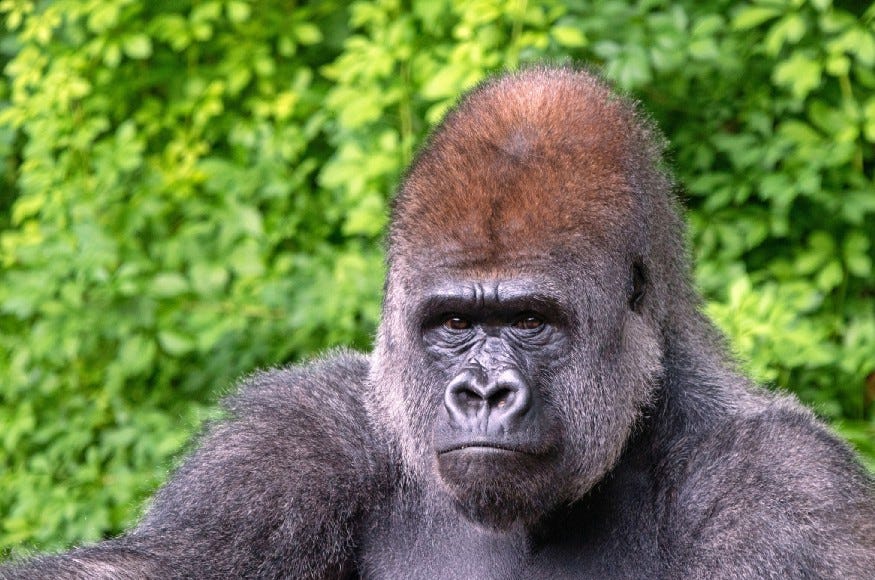 Concerned gorilla.