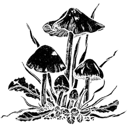 stories of soul & solace