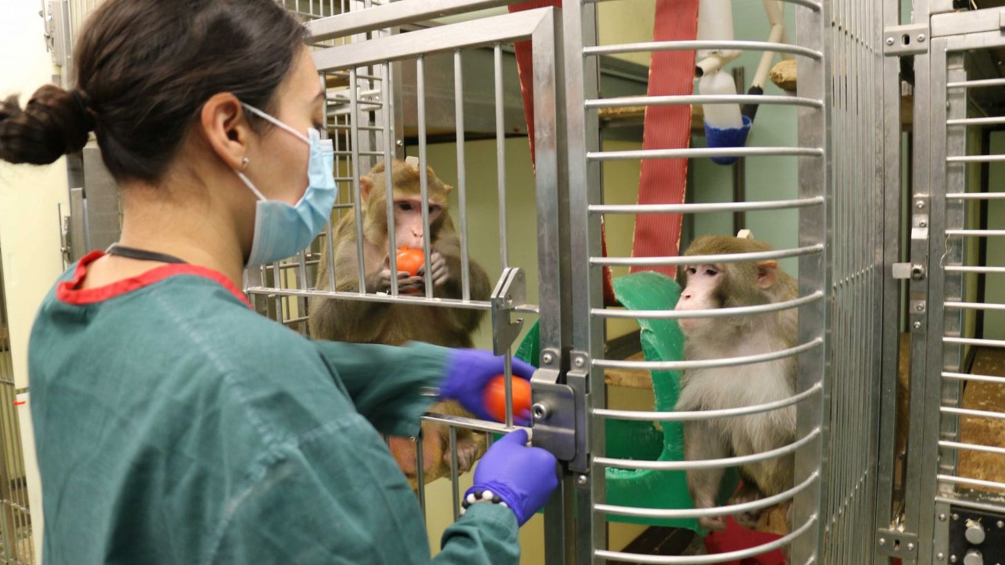 Monkeys in medical research