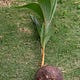 The Drifting Coconut