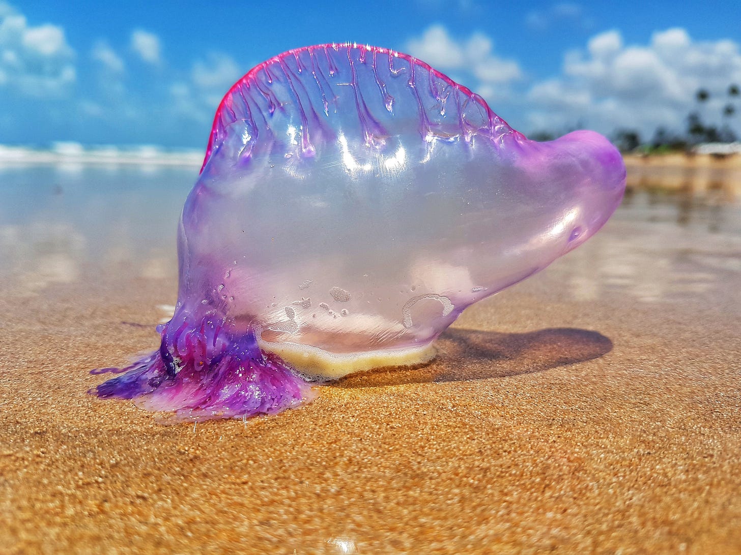 A Portuguese man-of-war on the beach