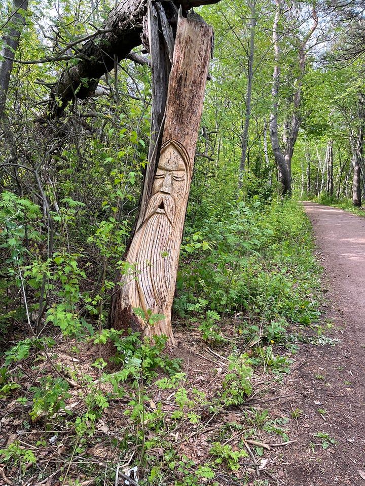 two photos from a woodland trail. the first, the face of a bearded man has been carved into an old dead tree. the second, a family of canada geese blocks my path.