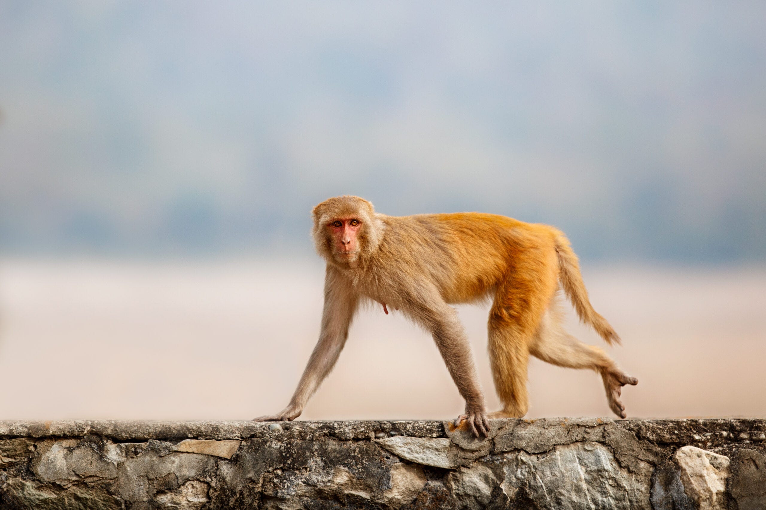 Mississippi mom shoots escaped research monkey in her backyard