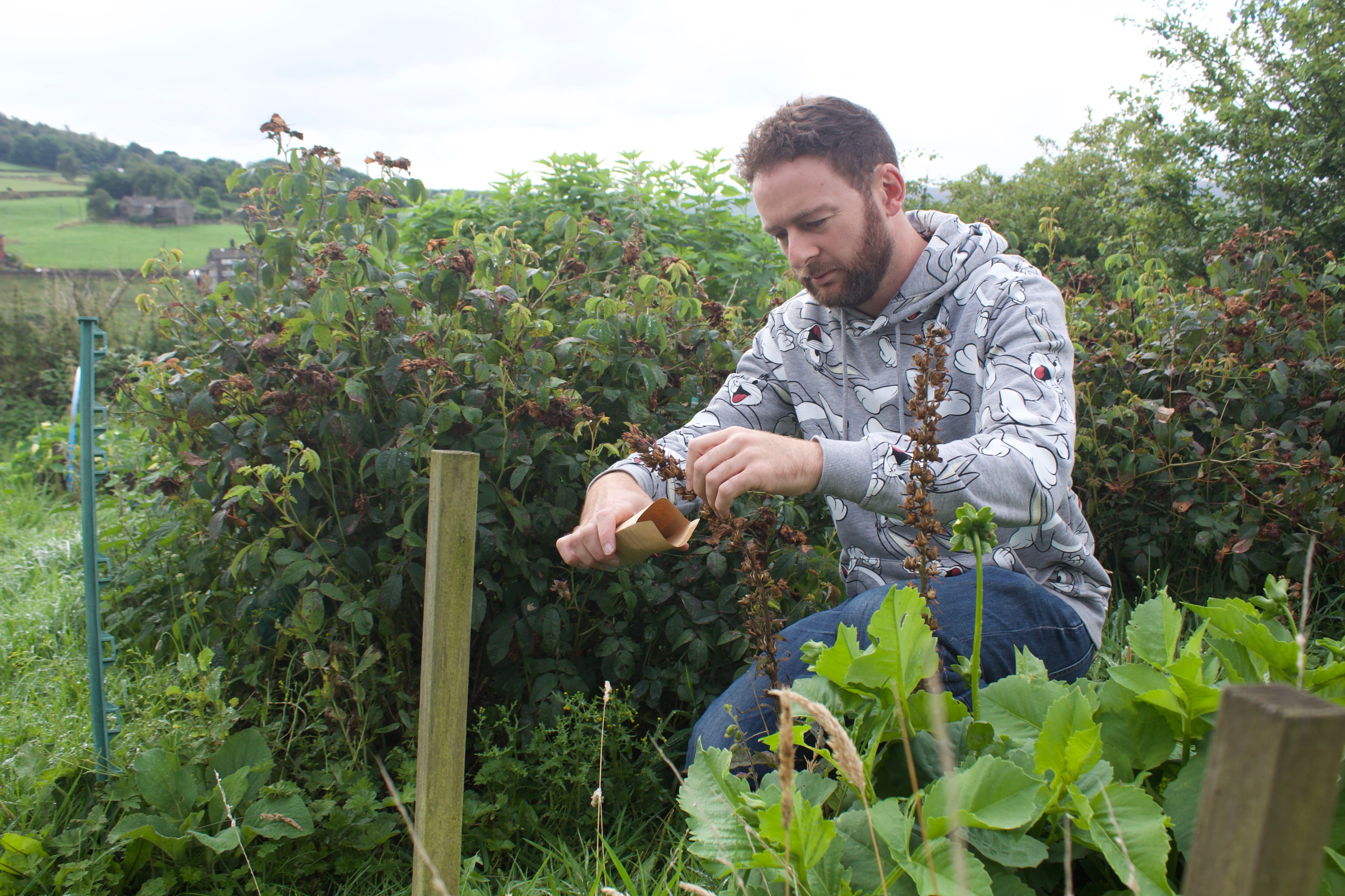 Collecting seeds from a wild foxglove in our allotment