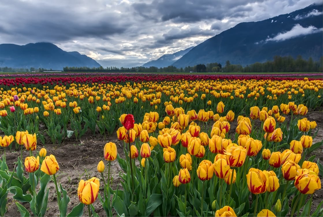 Free Colorful tulip fields under dramatic skies with mountains in Agassiz, BC, Canada. Stock Photo