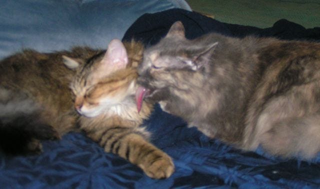Chase_Aria_Washing_Spaying_And_Neutering Chase_Aria_Washing_Spaying_And_Neutering