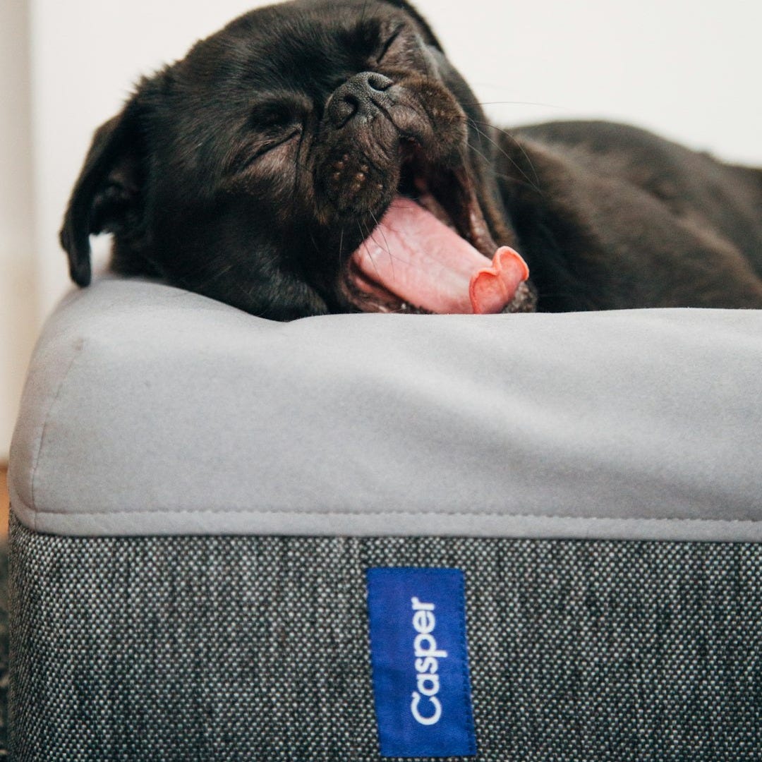 black pug yawning on Casper pet bed inside room black pug yawning on Casper pet bed inside room