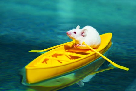 Dealing with rats on a yacht