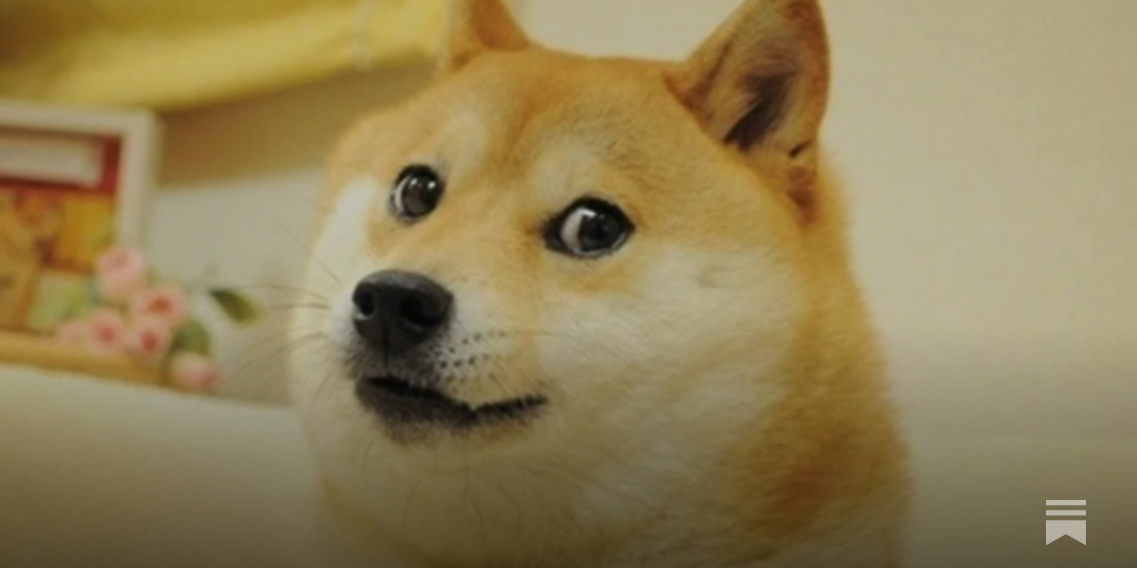 Japan Comfort” in a doggy Doge world