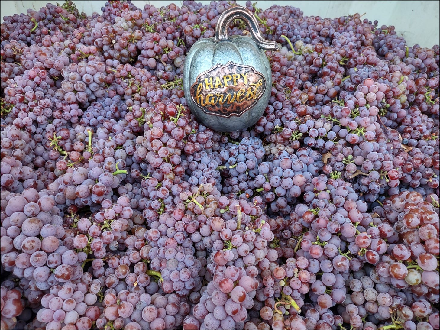 Festive colors of Gewürztraminer!