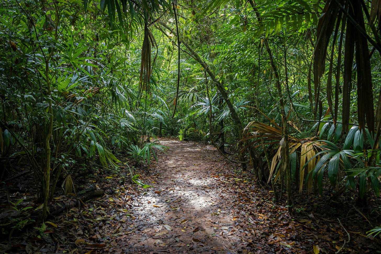 A dark, overgrown jungle.