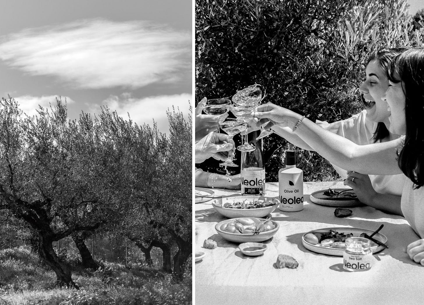 black and white photos of the olive orchard at Neolea