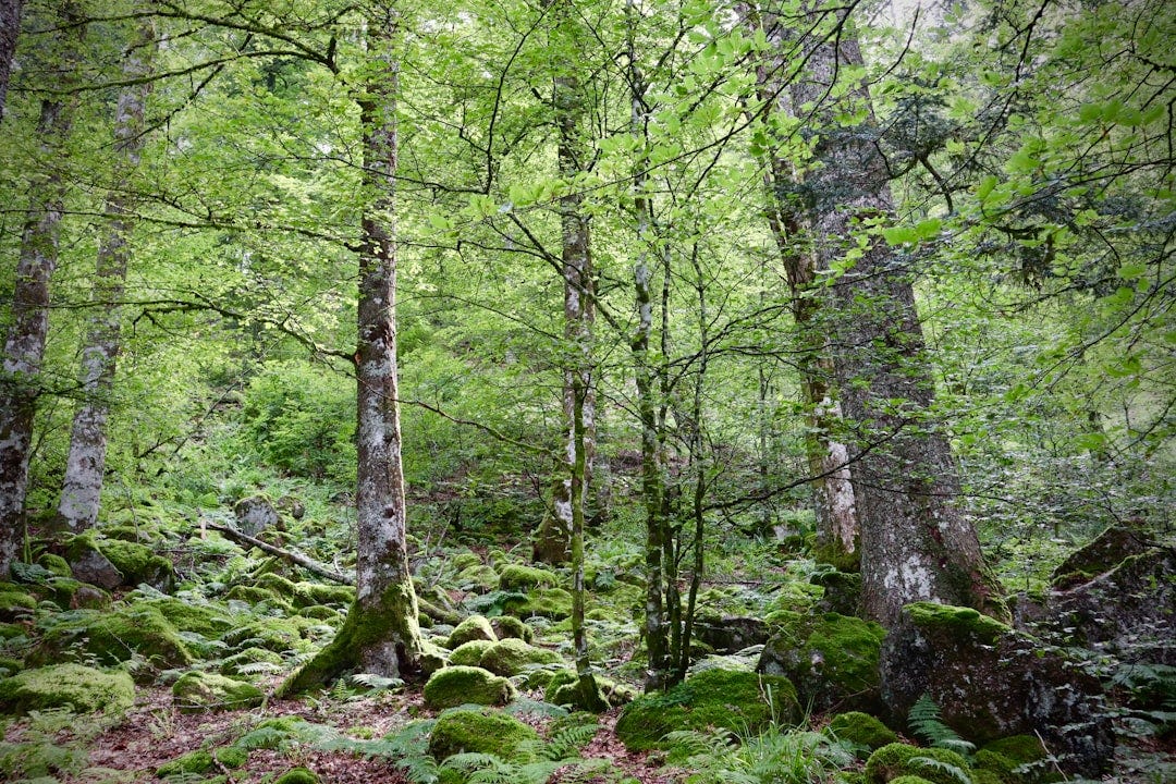 green moss on brown tree trunk green moss on brown tree trunk