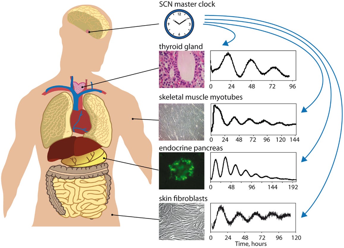 Your Body Is an Orchestra of Clocks, And Repair Only Happens When They ...