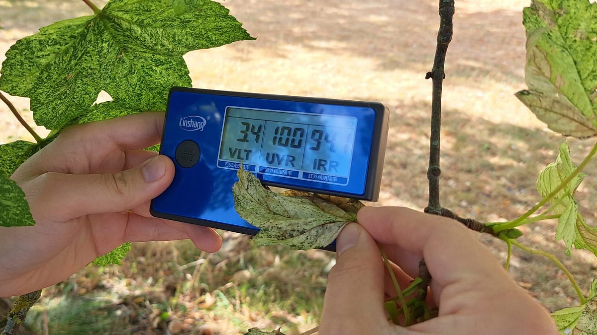 Photograph accompanying Rebuilt car window-tint meter reads leaf water in seconds for about £140