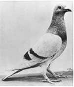 William of Orange – the pigeon, 1944.