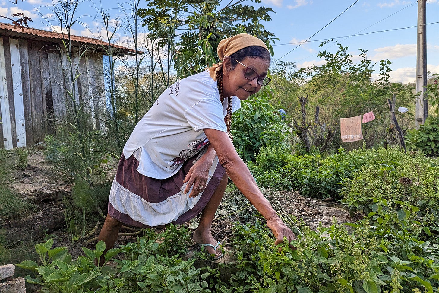 Prayers and faith in healing are traditionally present in the entire process of ancestral medicinal practices with plants, from harvesting the plants to making a tea, a syrup, a lotion or a bath with them, said Maria Creuza Fernandes Rodrigues Kariri-Sapuyá, an elder. 