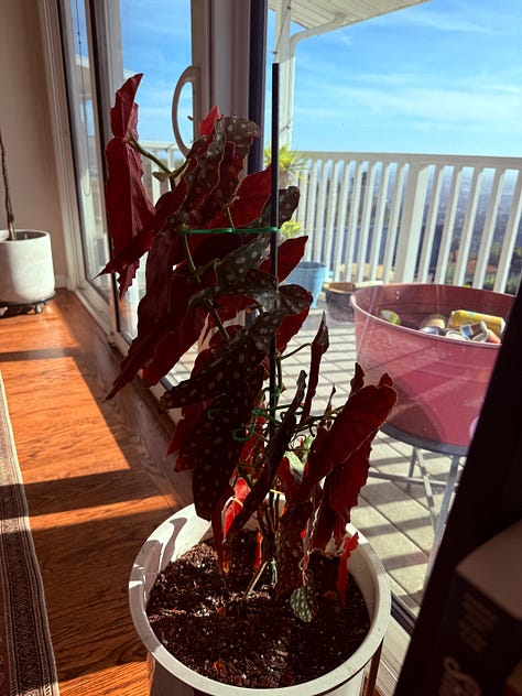 A gallery of photos of plants, mostly with terrible lighting due to a healthy dose of sunshine backlighting all of them. Nice plants, though.