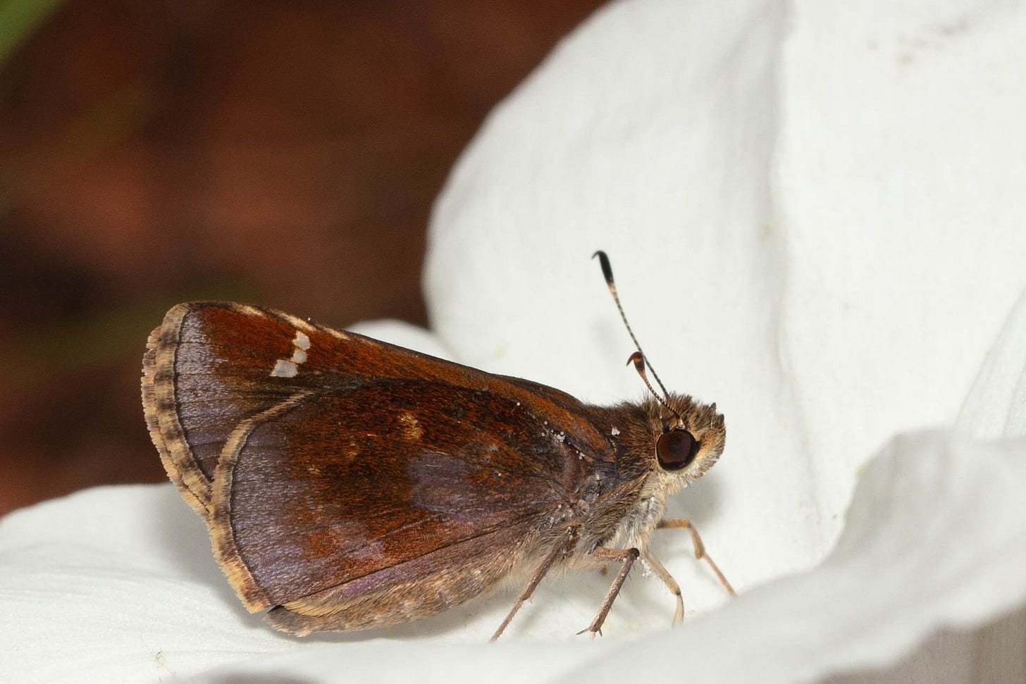 Resting on a white flower, a skipper butterfly shown in profile. The butterfly has dark brown wings with pale spots and a borderat the edge of each wing of pale brown striped with dark brown.