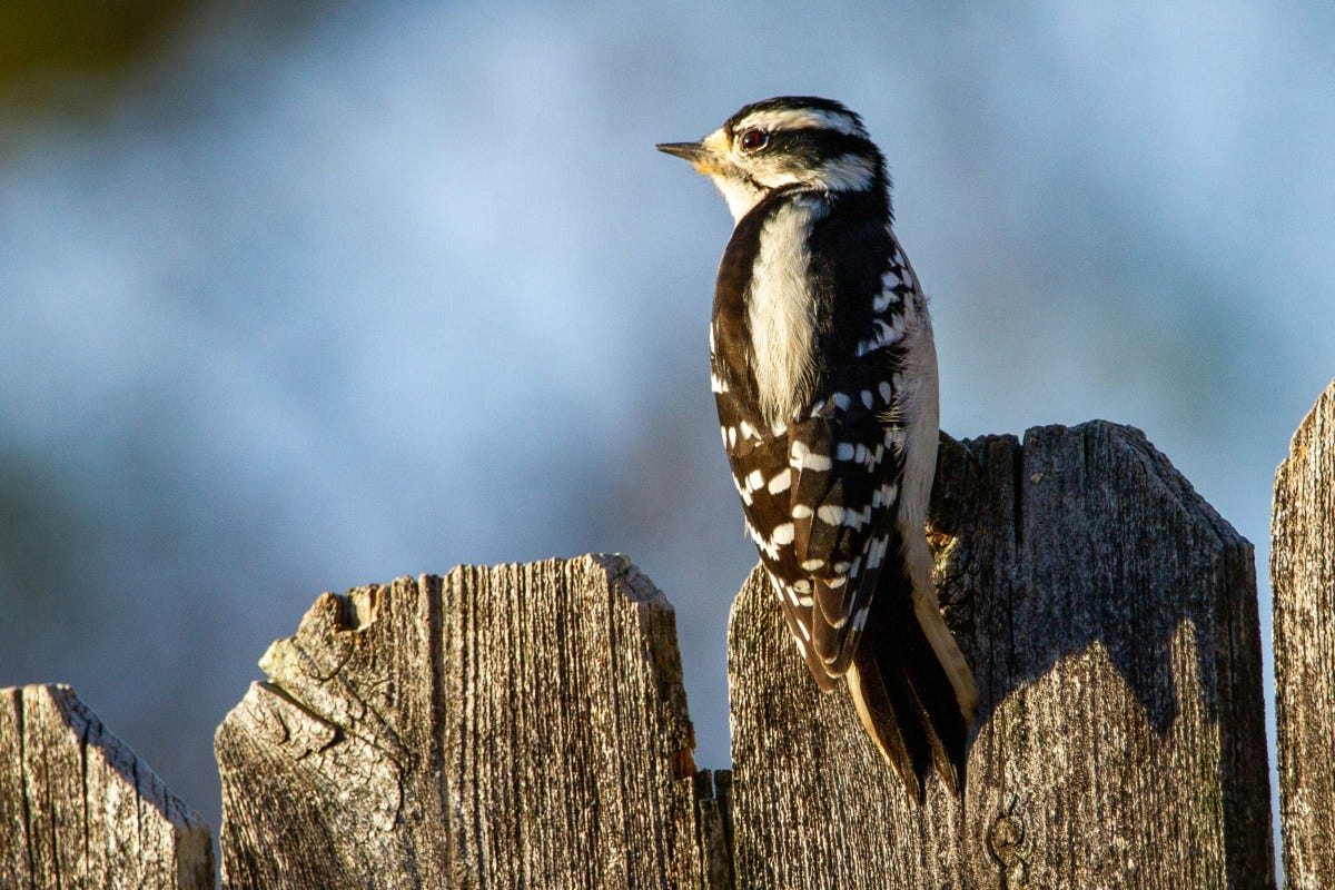 A downy woodpecker 