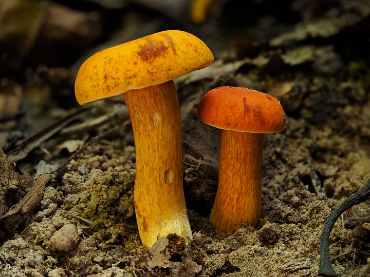 bright orange mushrooms