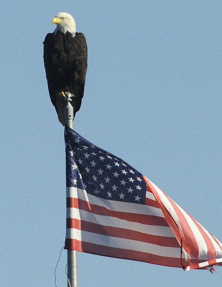 This may contain: an eagle is perched on top of the american flag