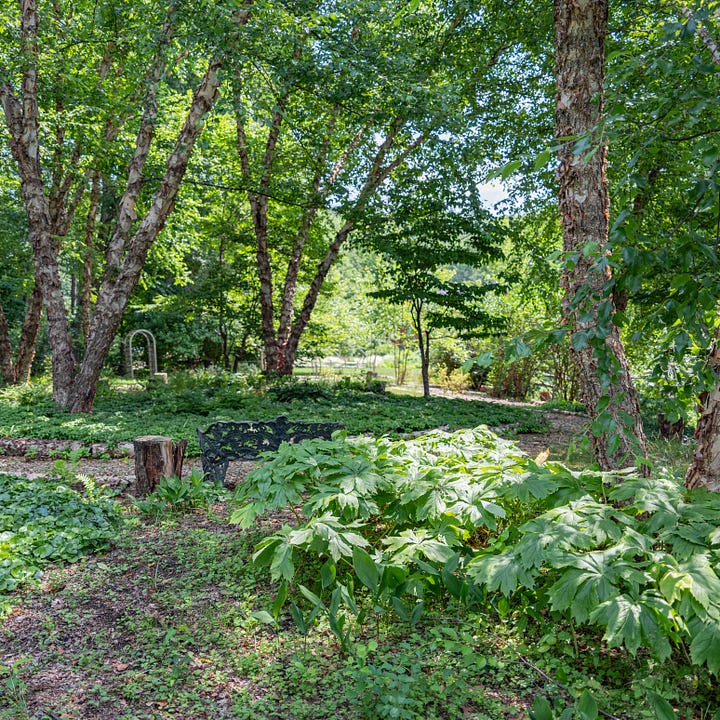 Diptych: Shade garden with birch trees, black metal bench and a blanket of large leafed plants in the foreground; Right - -Detail of white flower under the large leaves.