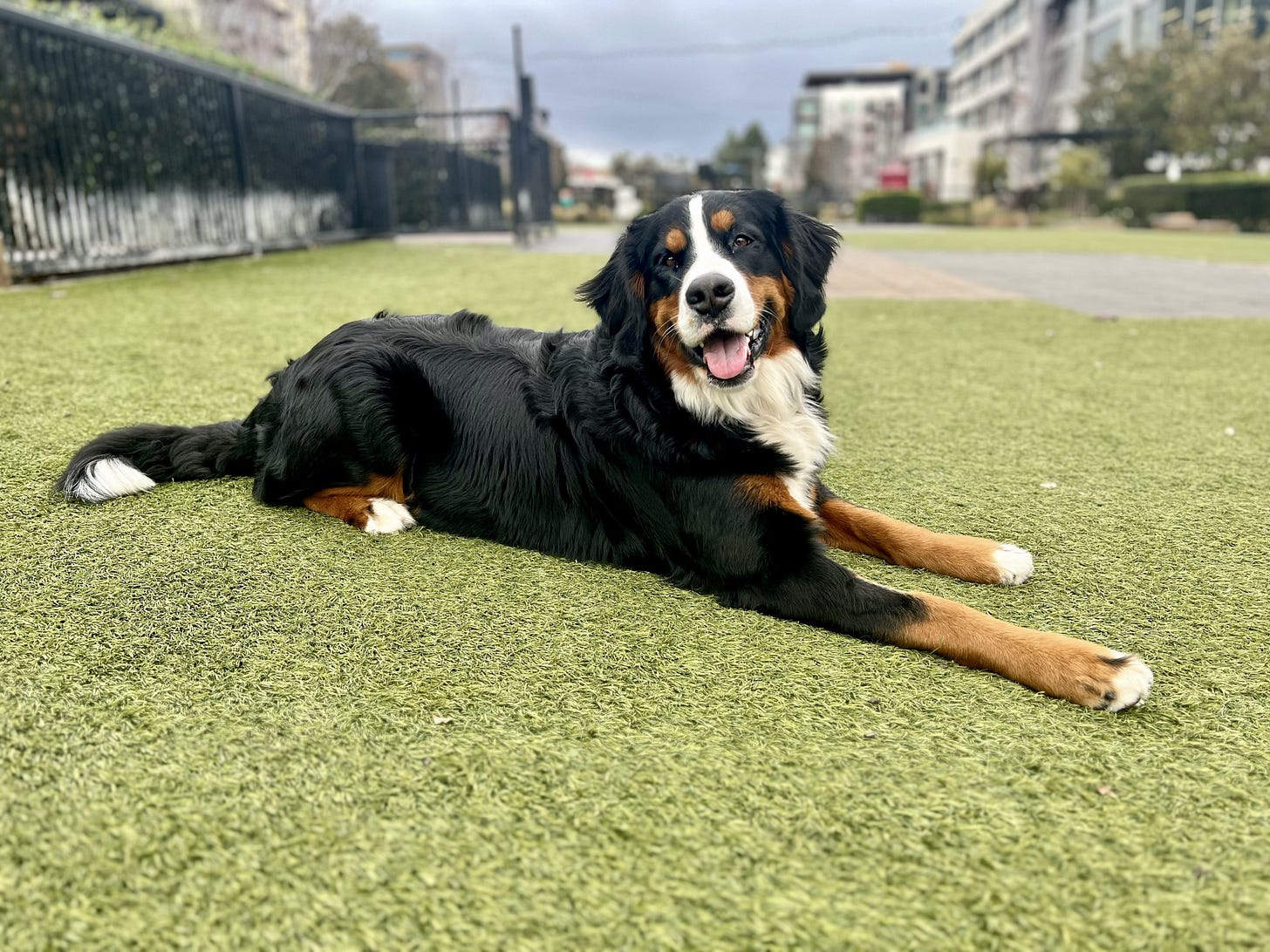 Image of Aspen, Nathan's Bernese Mountain Dog