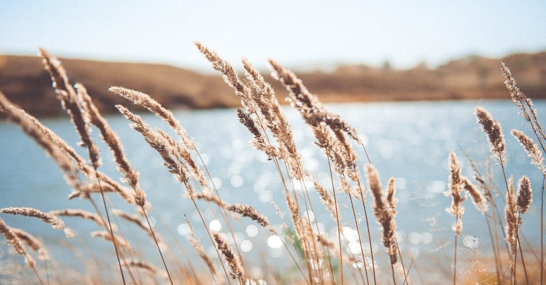 brown grass near body of water