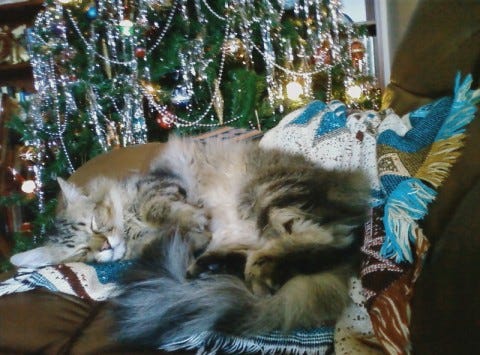 Chase_Couch_Christmas_Tree Chase_Couch_Christmas_Tree