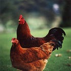 The Chicken in Power